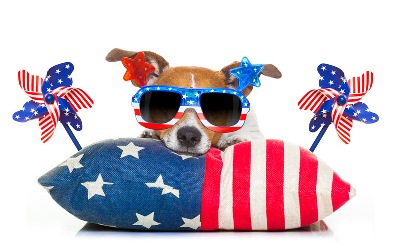 Pets and 4th of July